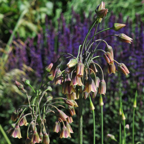 Allium siculum - Alliums - Fluwel