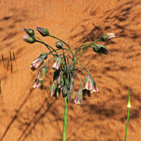 Allium siculum - Alliums - Fluwel