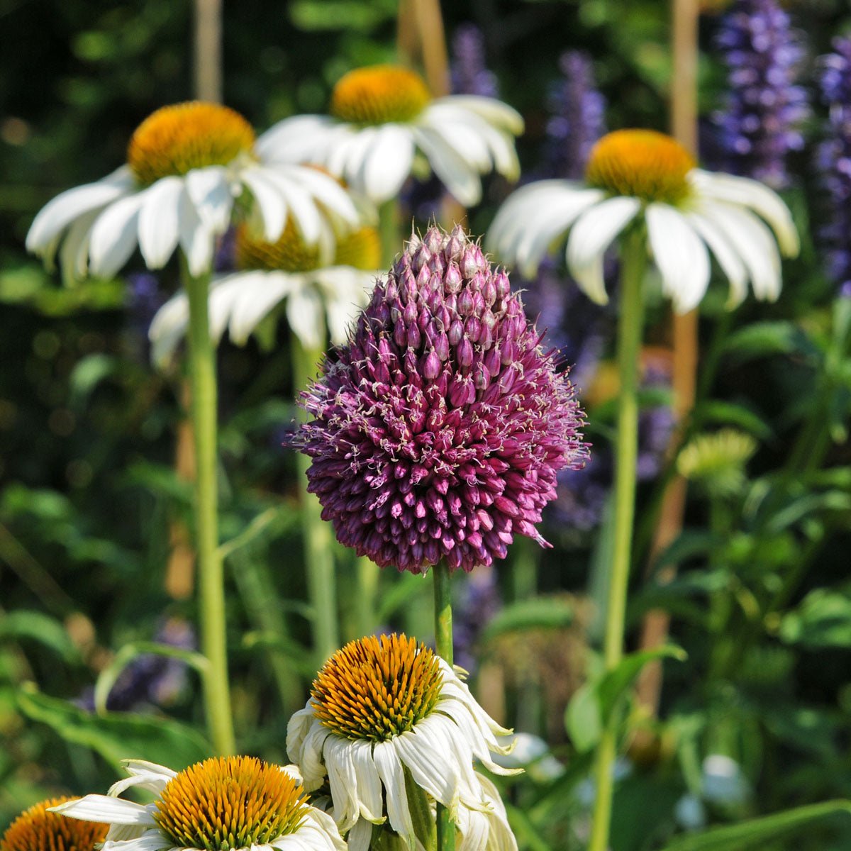 Allium sphaerocephalon - paarse allium - Fluwel