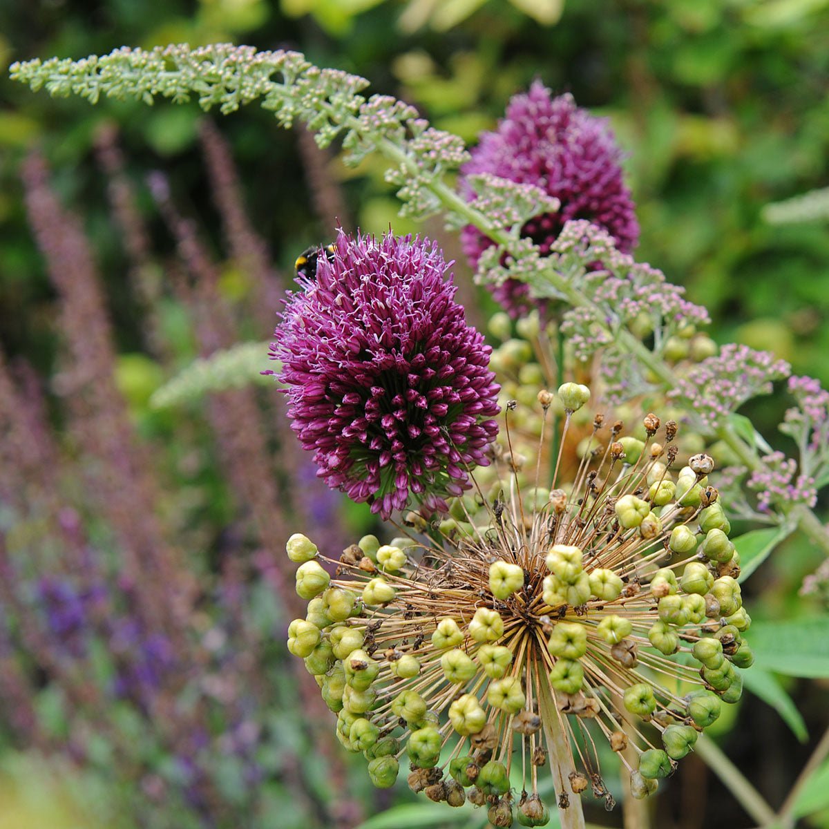 Allium sphaerocephalon - Alliums - Fluwel