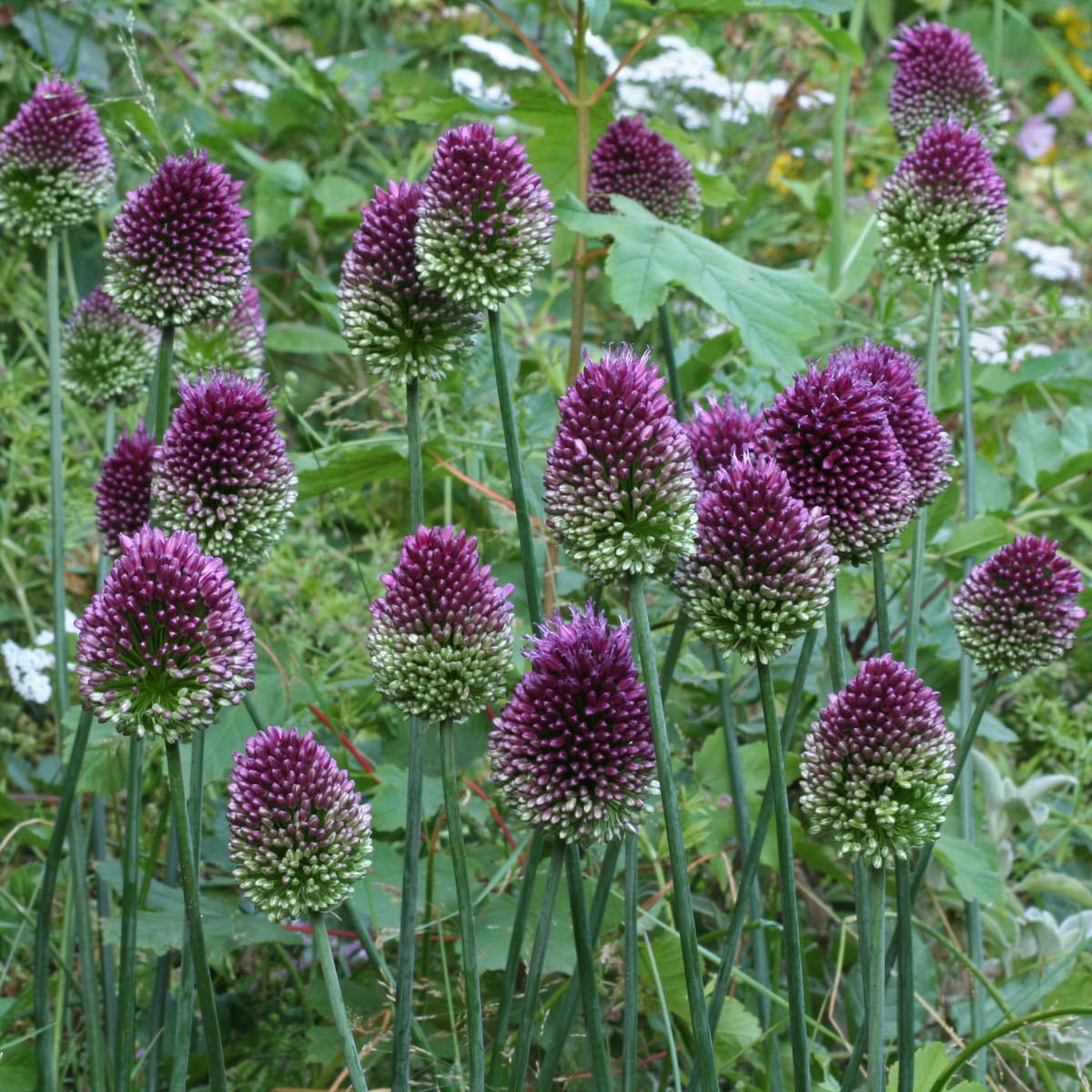 Allium sphaerocephalon - paarse allium - Fluwel