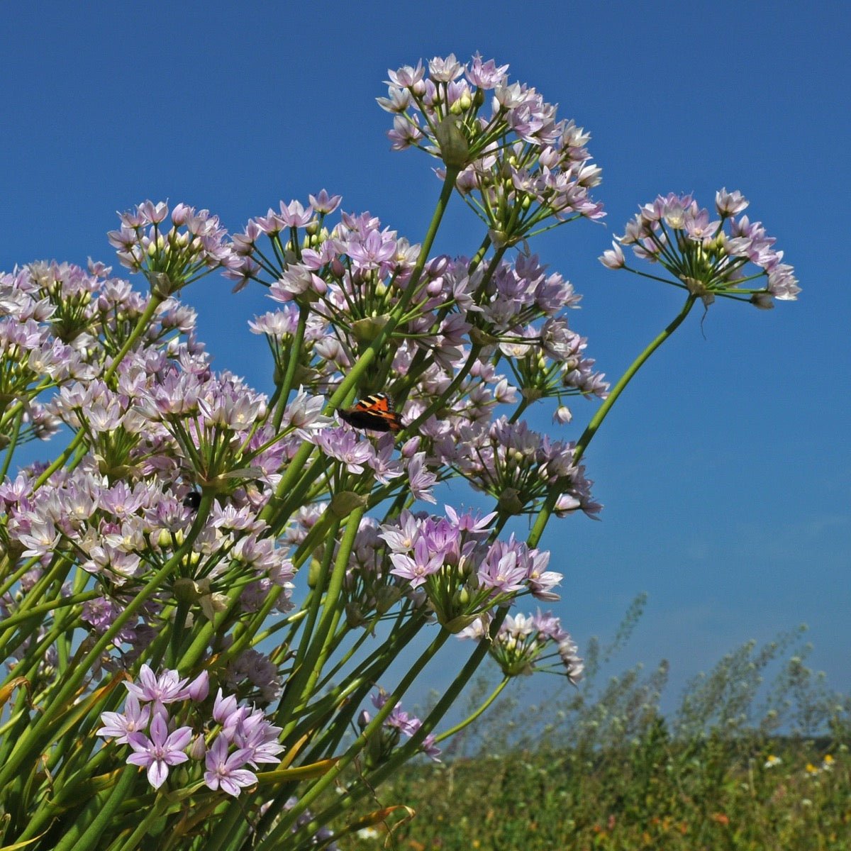 Allium unifolium - lila allium - Fluwel