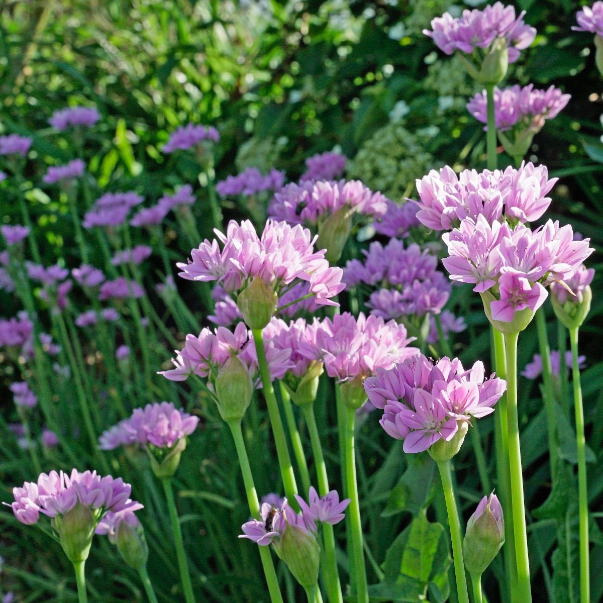 Allium unifolium - lila allium - Fluwel
