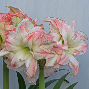 Amaryllis Aphrodite - Amaryllis - Fluwel