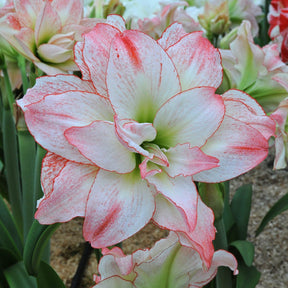 Amaryllis Aphrodite - Amaryllis - Fluwel