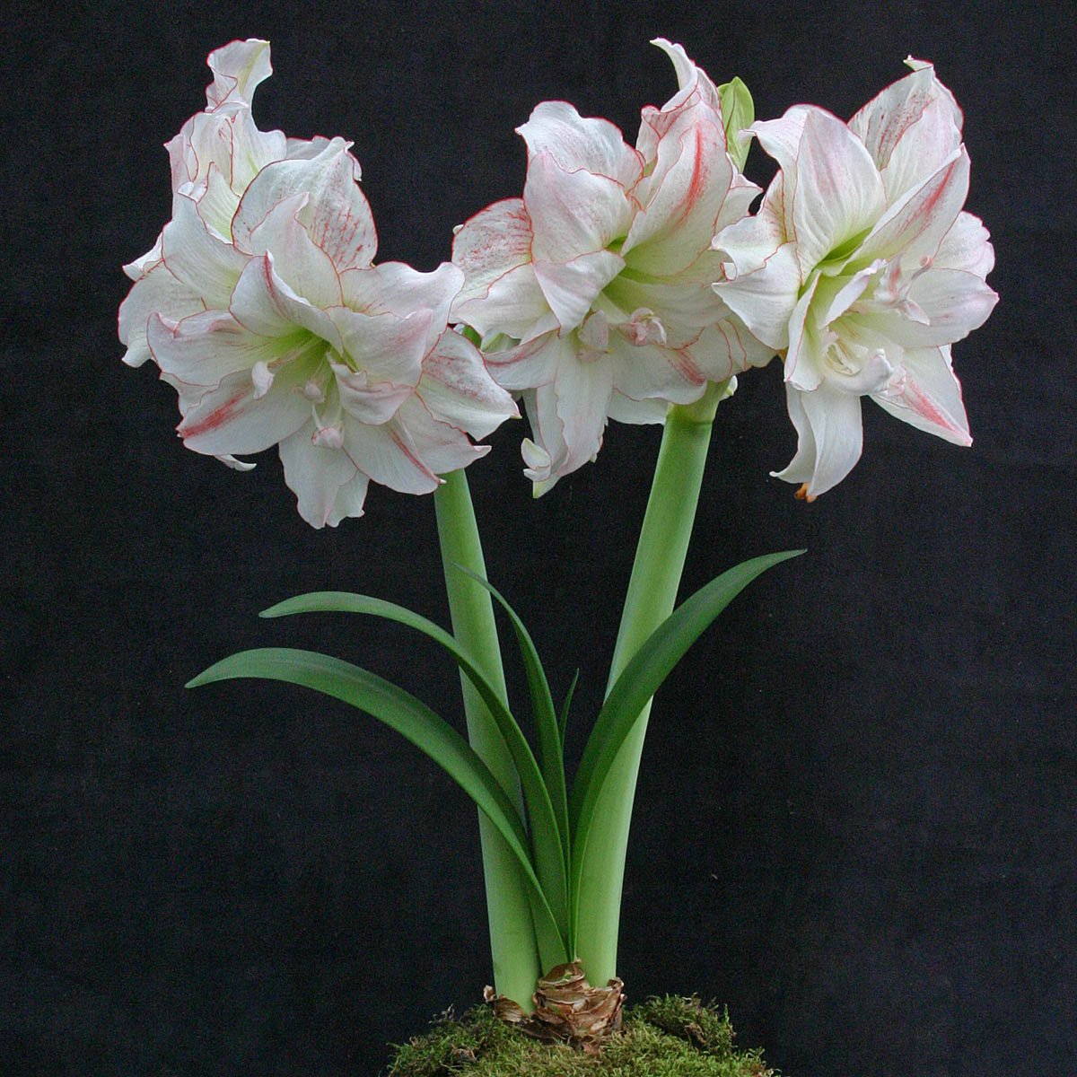 Amaryllis Aphrodite - Amaryllis - Fluwel