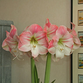 Amaryllis Apple Blossom - Amaryllis - Fluwel