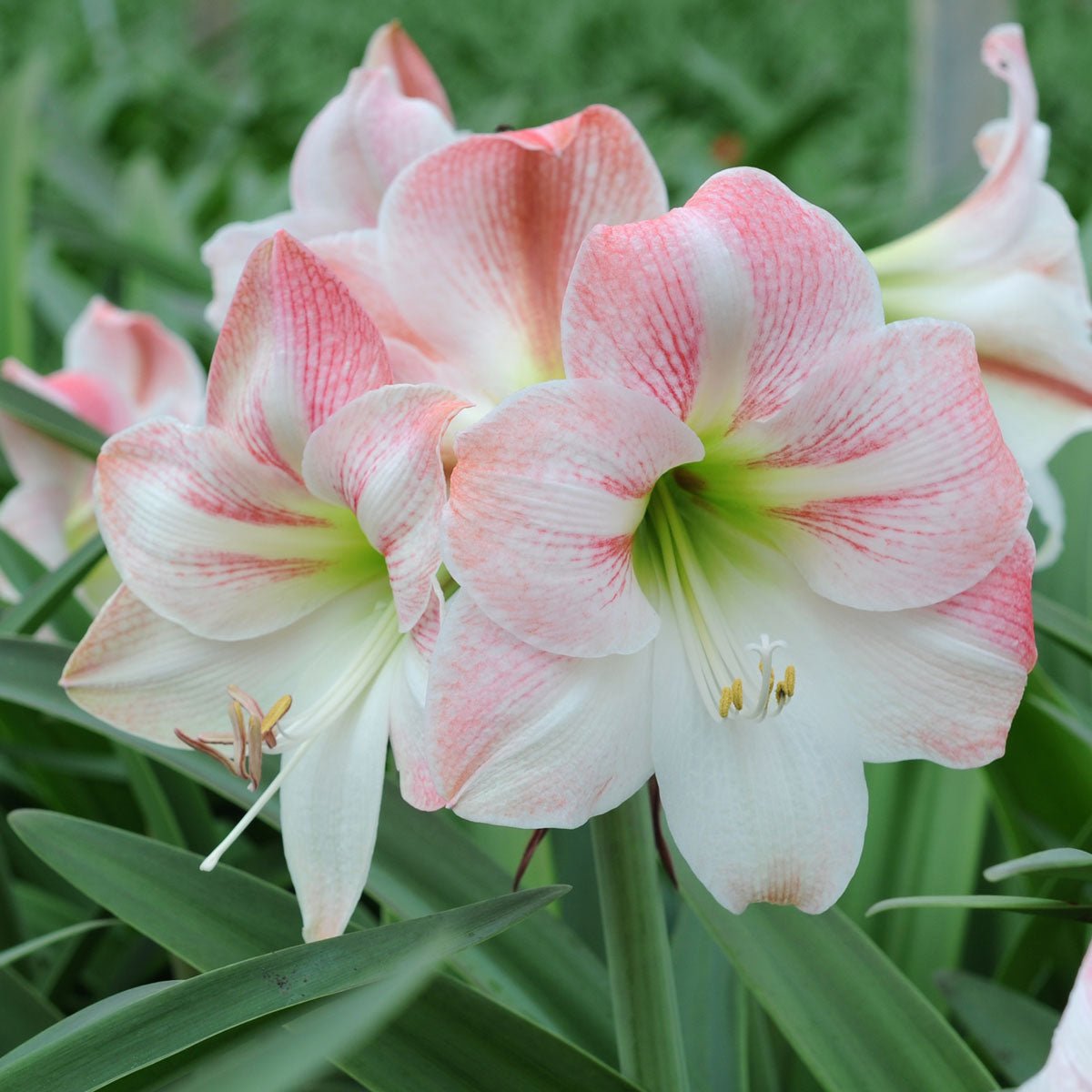 Amaryllis Apple Blossom - Amaryllis - Fluwel