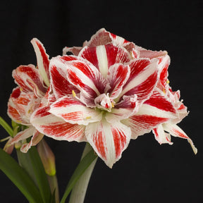 Amaryllis Bright Nymph - Amaryllis - Fluwel