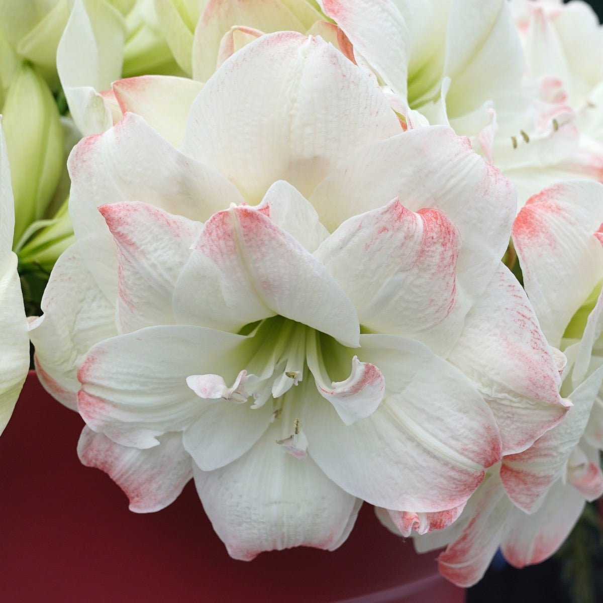 Amaryllis Candy Amadeus - Amaryllis - Fluwel