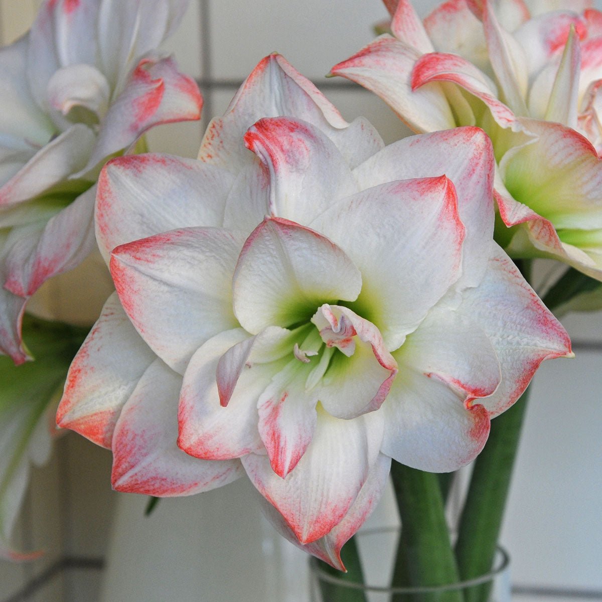 Amaryllis Candy Amadeus - Amaryllis - Fluwel