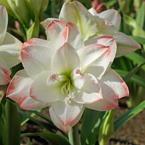 Amaryllis Candy Amadeus - Amaryllis - Fluwel