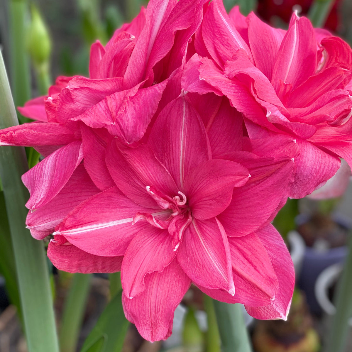 Amaryllis Candy Nymph - Amaryllis - Fluwel