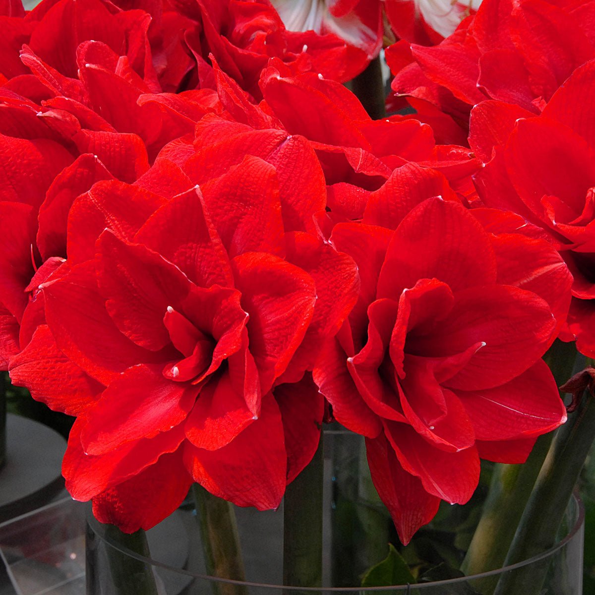 Amaryllis Cherry Nymph - Amaryllis - Fluwel