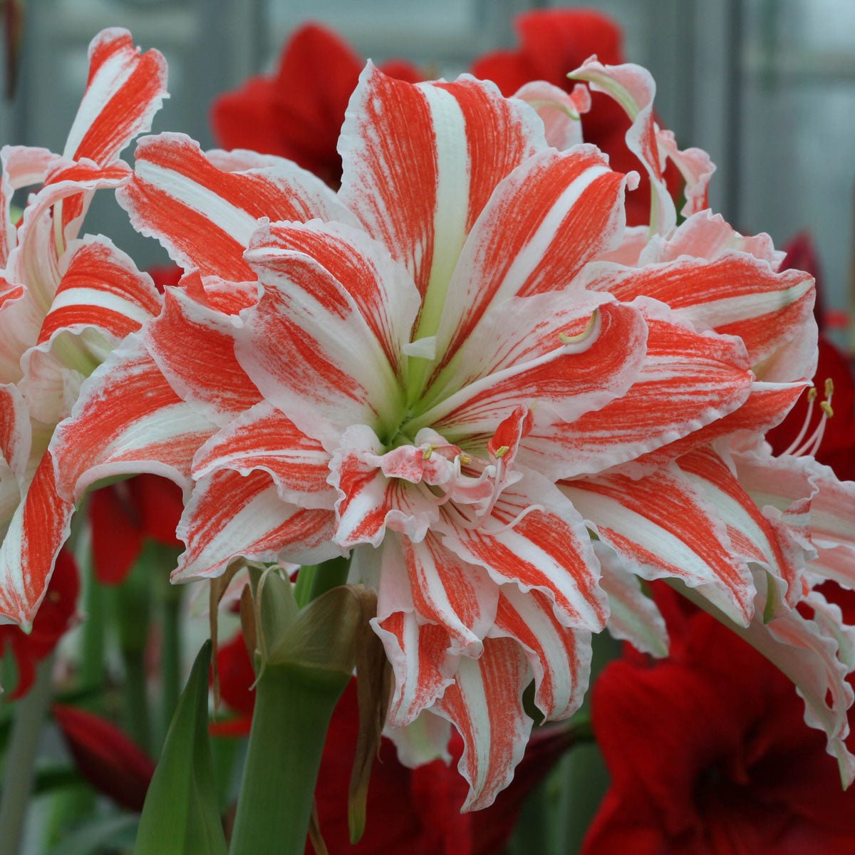 Amaryllis Dancing Queen - meerkleurige amaryllis - Fluwel