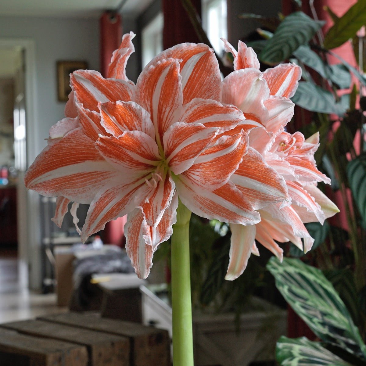 Amaryllis Dancing Queen - meerkleurige amaryllis - Fluwel