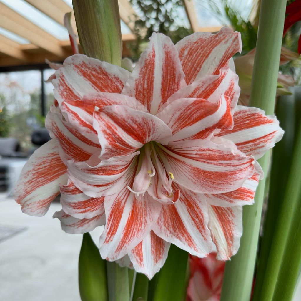 Amaryllis Dancing Queen - meerkleurige amaryllis - Fluwel