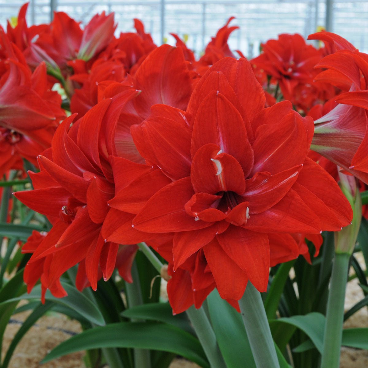Amaryllis Double Delicious - Amaryllis - Fluwel