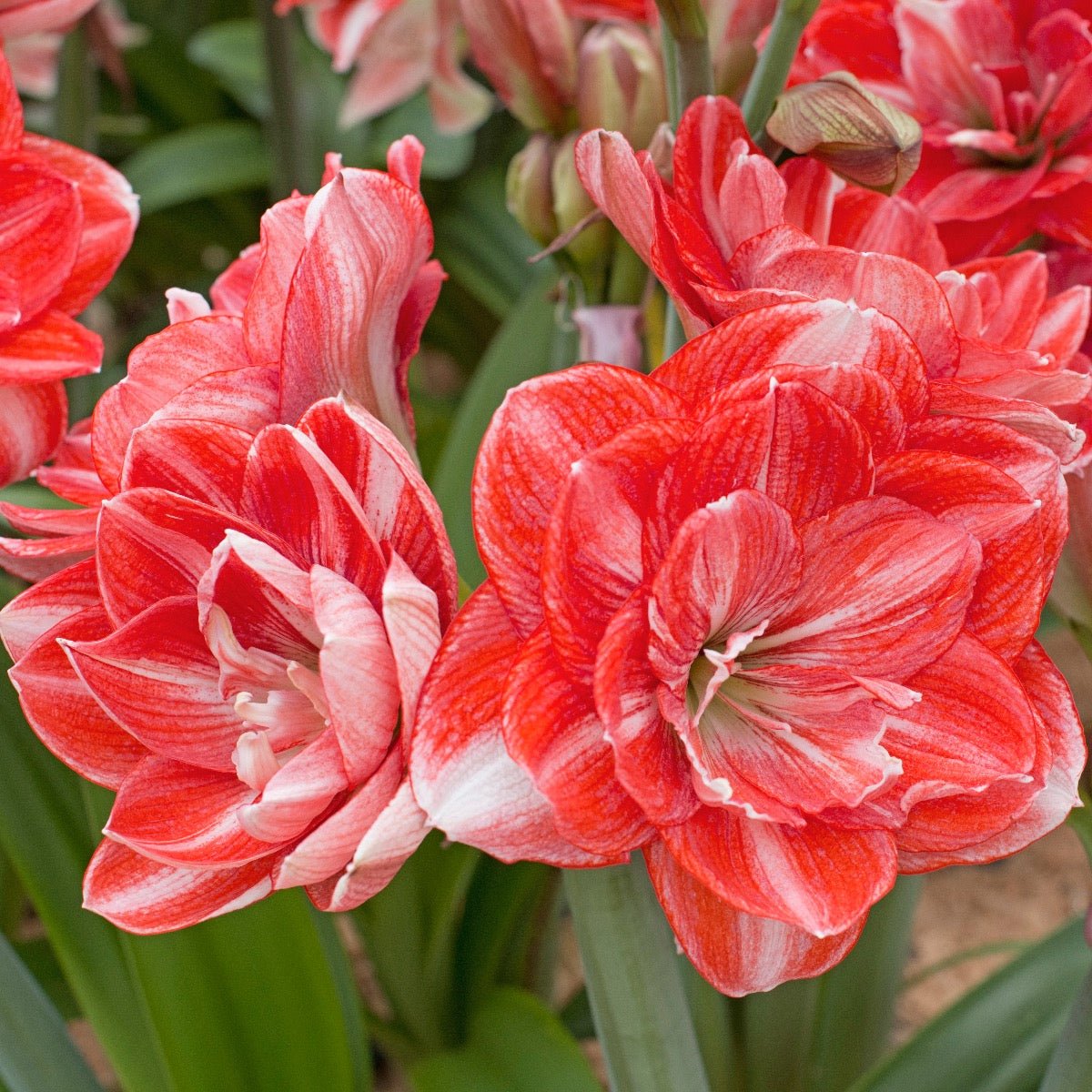 Amaryllis Double Shine - Amaryllis - Fluwel