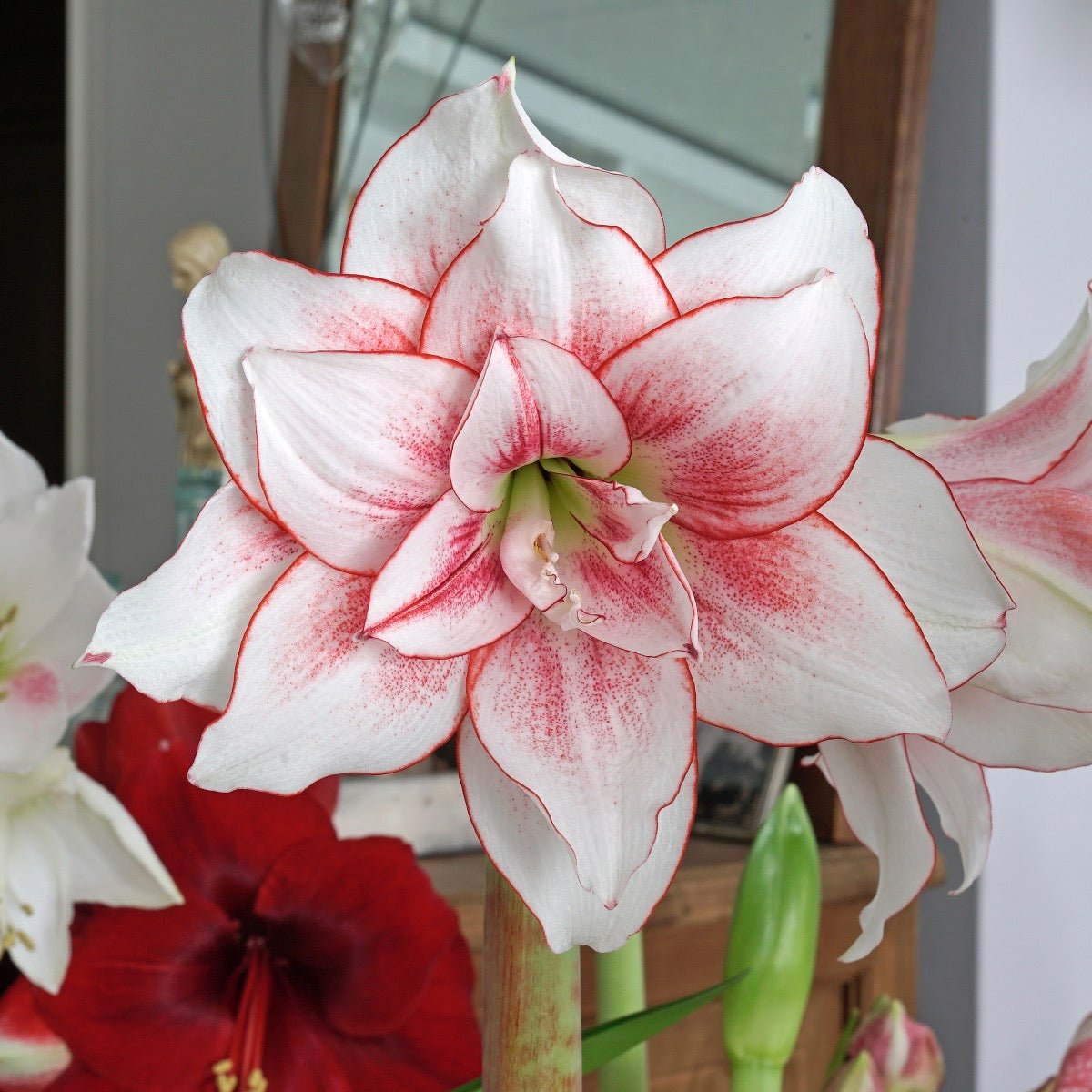 Amaryllis Elvas - Amaryllis - Fluwel