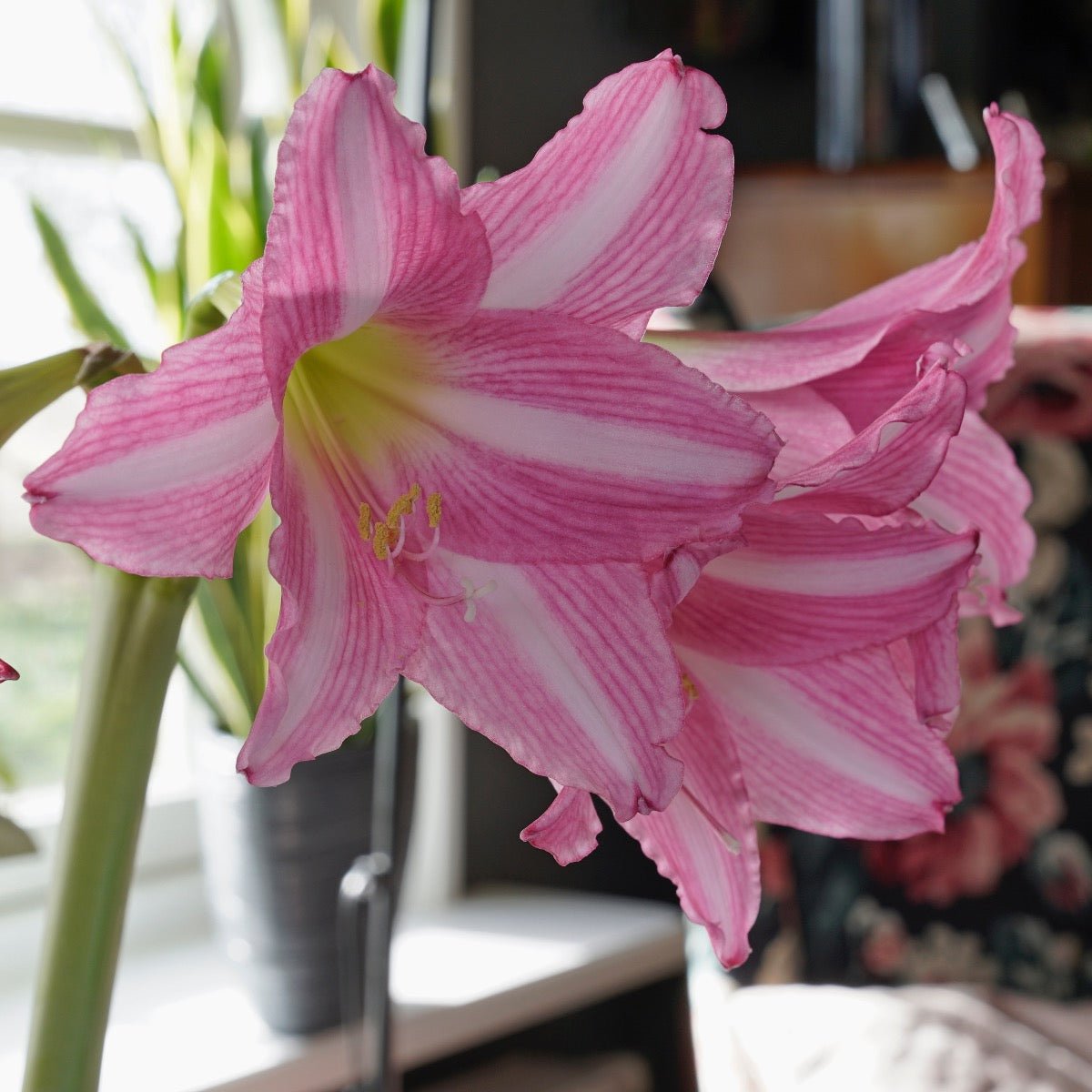 Amaryllis Estella - Amaryllis - Fluwel