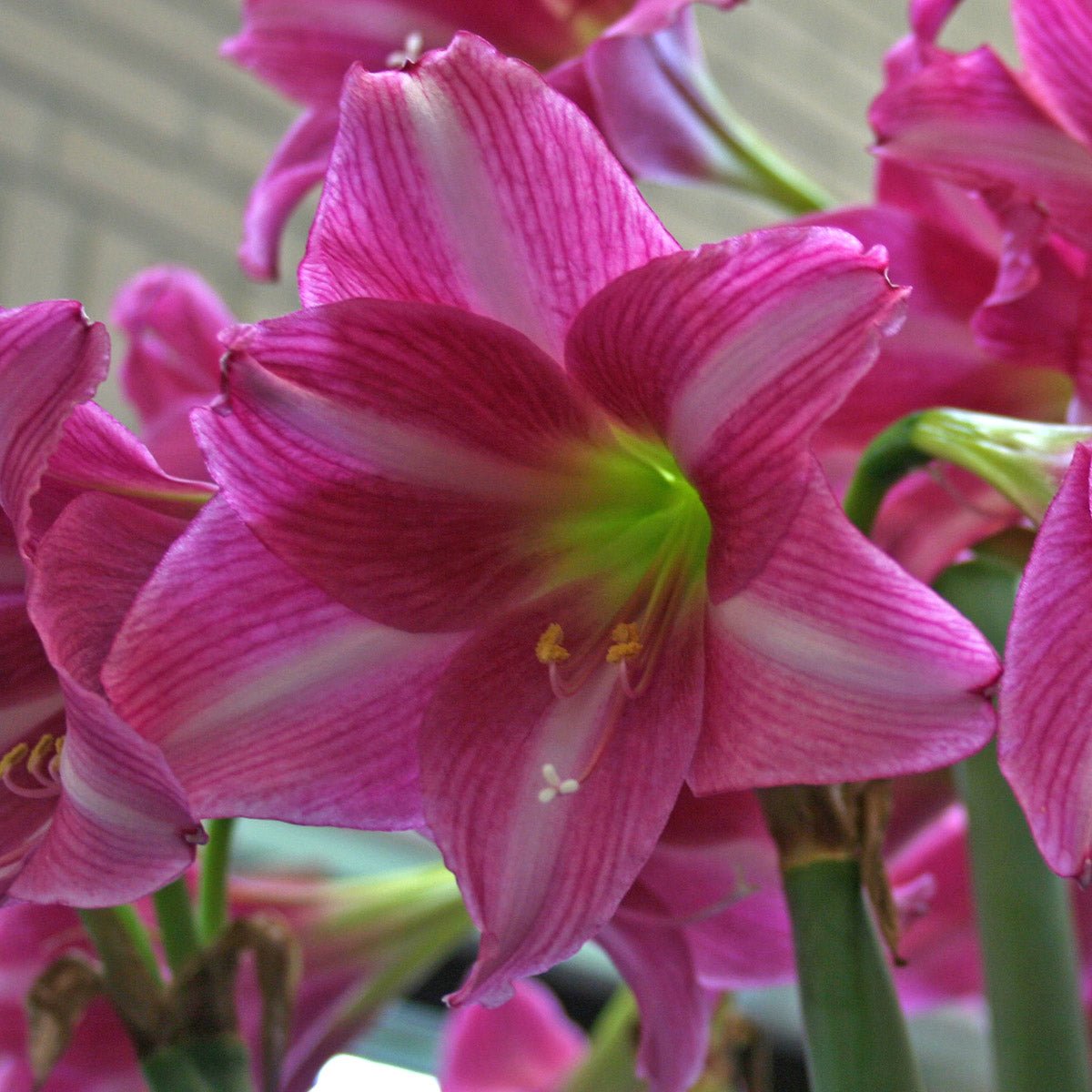 Amaryllis Estella - Amaryllis - Fluwel