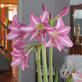 Amaryllis Estella - Amaryllis - Fluwel