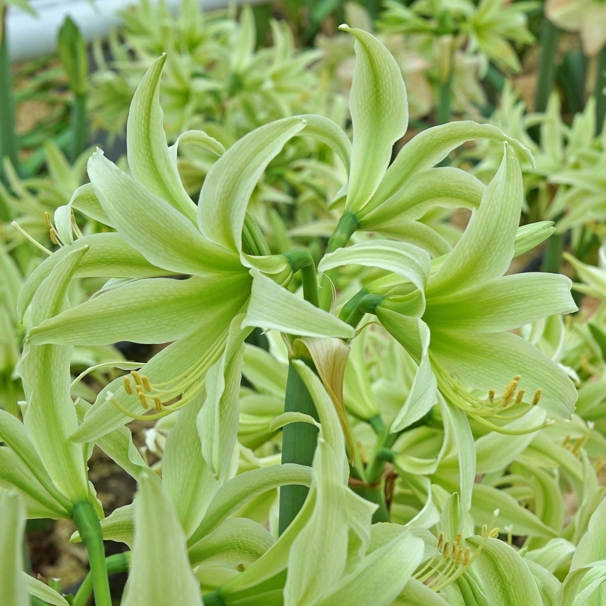 Amaryllis Evergreen - groene amaryllis - Fluwel