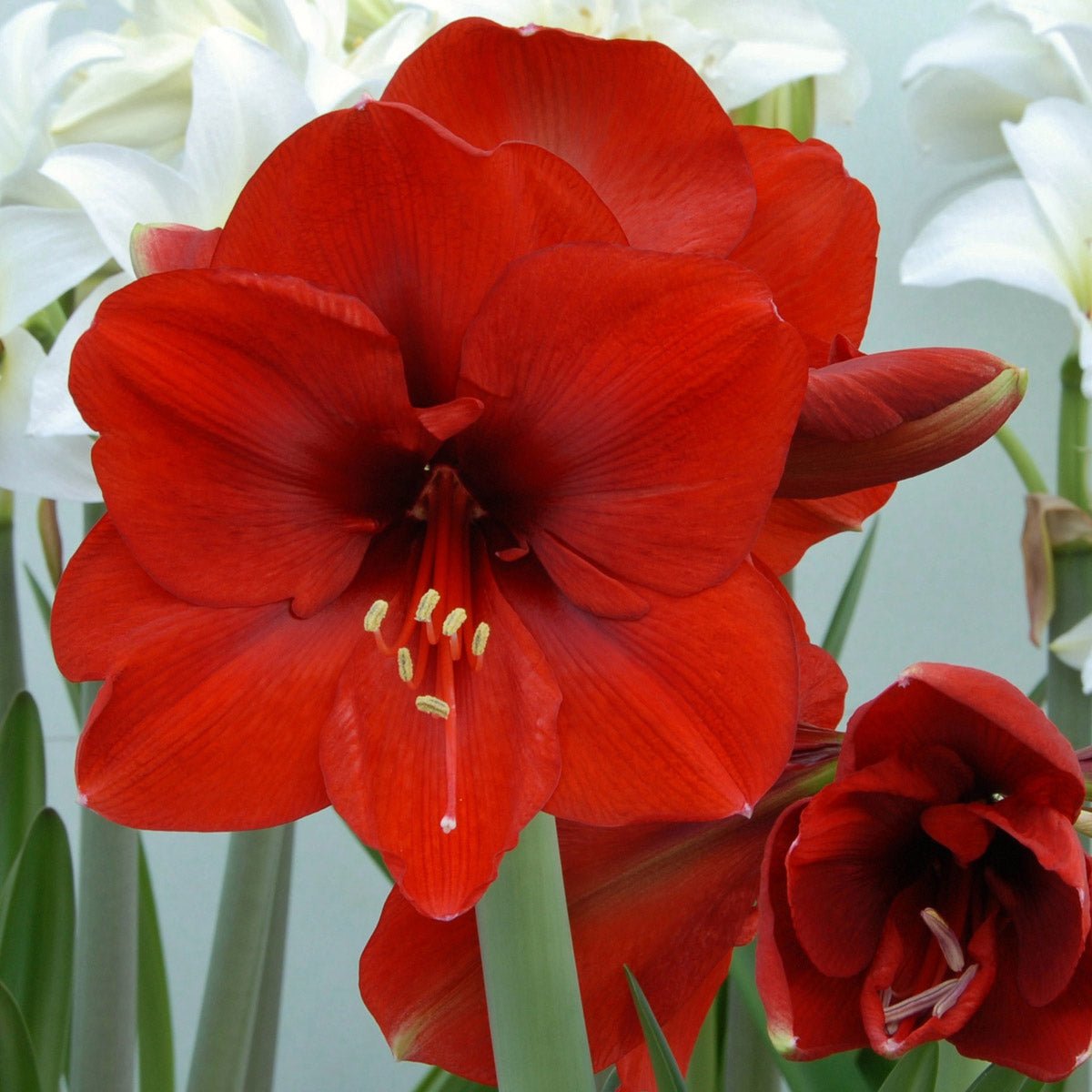 Amaryllis Ferrari - rode amaryllis - Fluwel