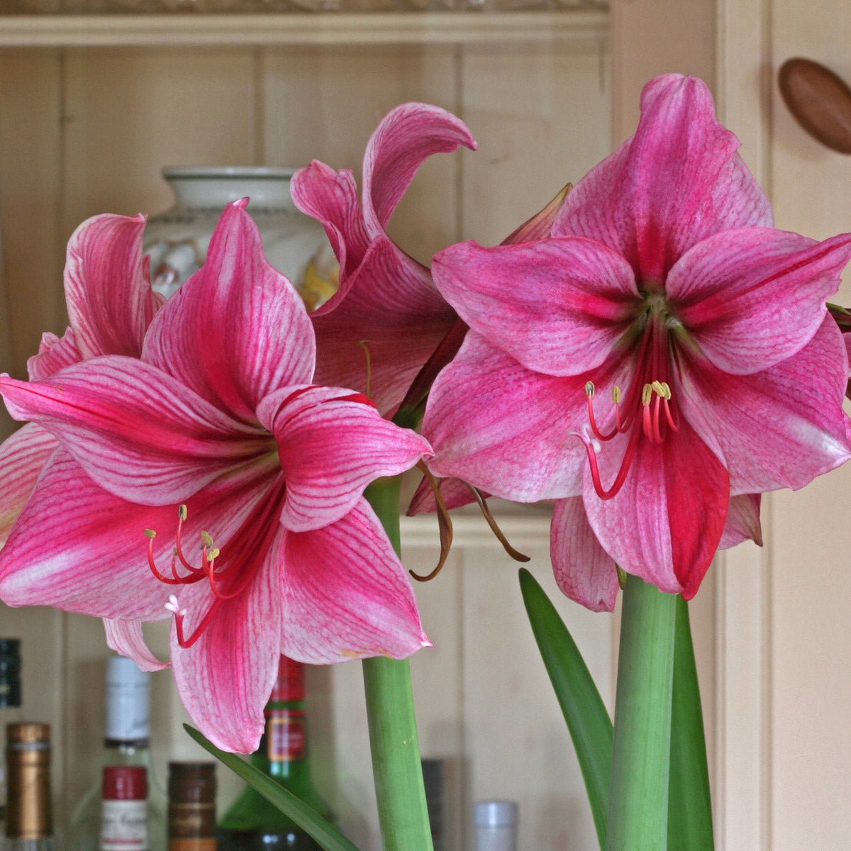 Amaryllis Gervase - Amaryllis - Fluwel
