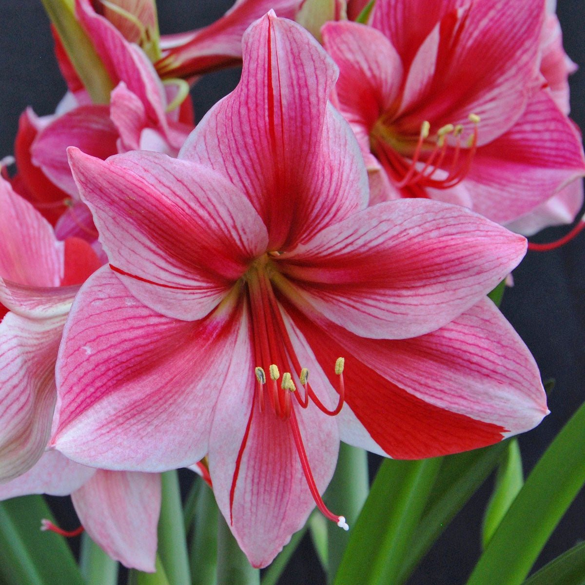 Amaryllis Gervase - Amaryllis - Fluwel