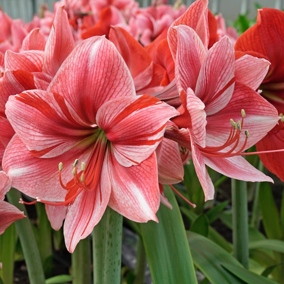 Amaryllis Gervase - Amaryllis - Fluwel