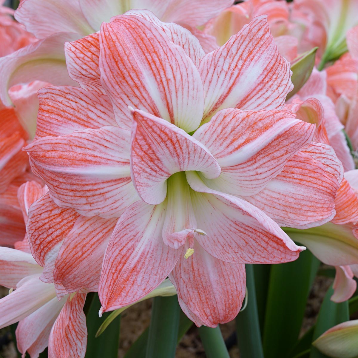 Amaryllis Giant Amadeus - meerkleurige amaryllis - Fluwel