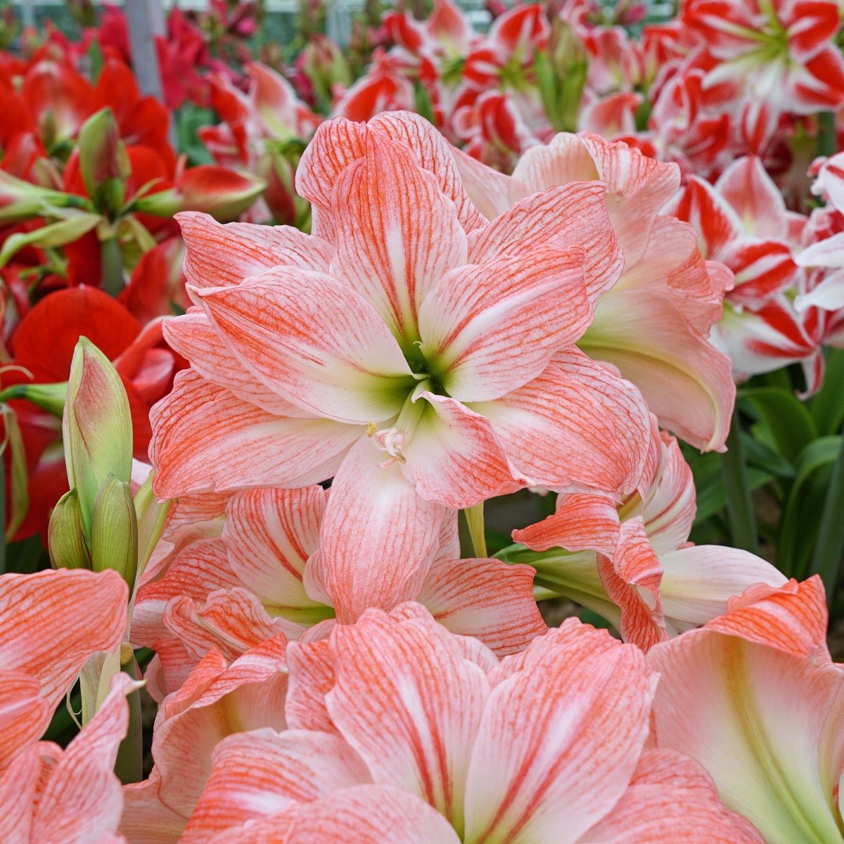 Amaryllis Giant Amadeus - Amaryllis - Fluwel