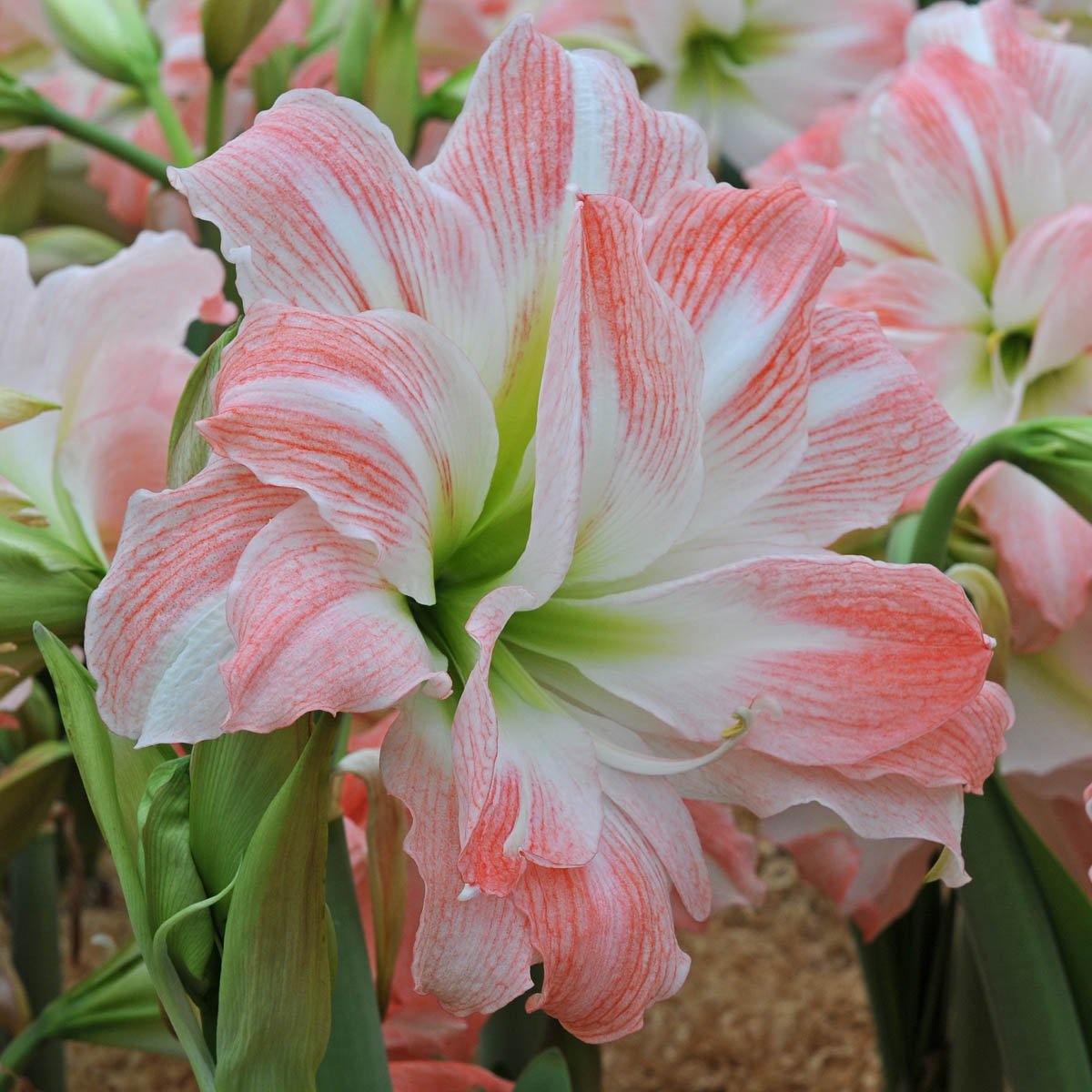 Amaryllis Giant Amadeus - meerkleurige amaryllis - Fluwel