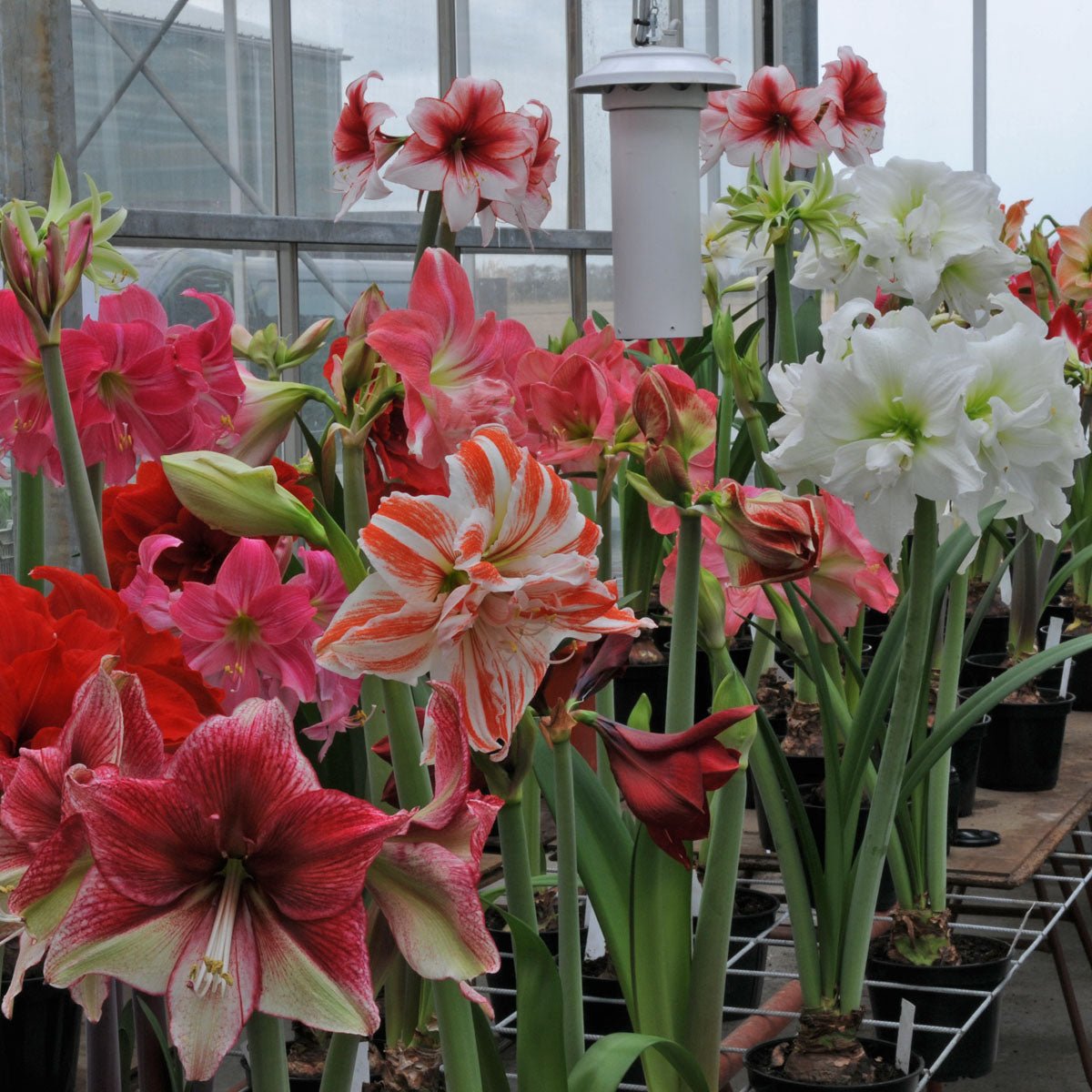 Amaryllis kransje - meerkleurige amaryllis - Fluwel