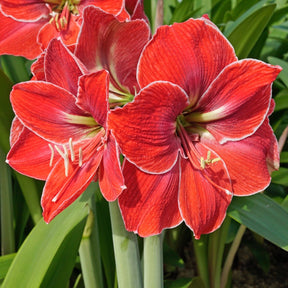 Amaryllis Magical Touch - Amaryllis - Fluwel