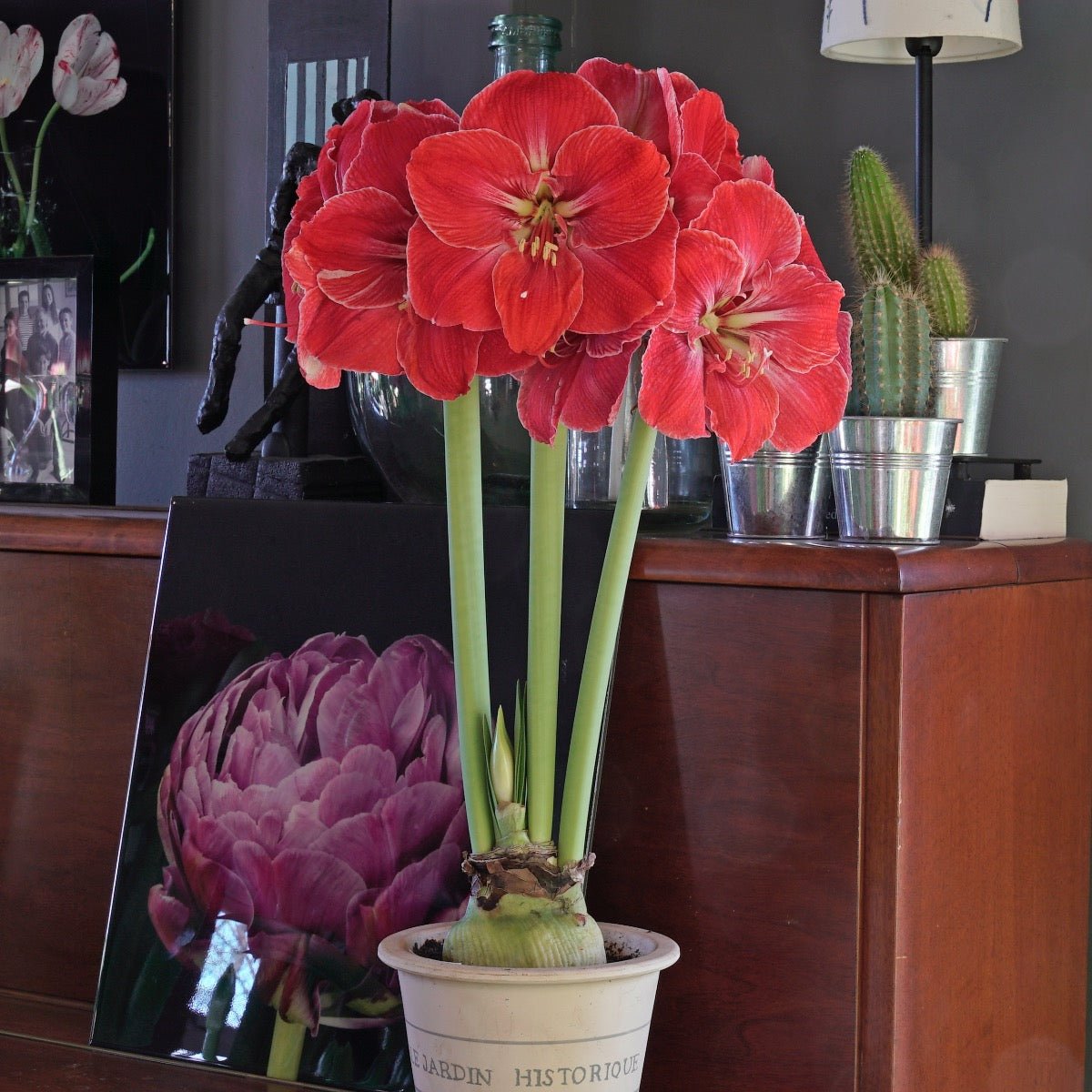 Amaryllis Magical Touch - Amaryllis - Fluwel