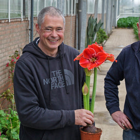 Amaryllis Magical Touch - Amaryllis - Fluwel