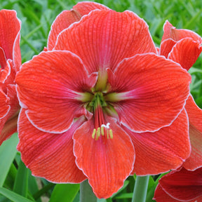 Amaryllis Magical Touch - Amaryllis - Fluwel