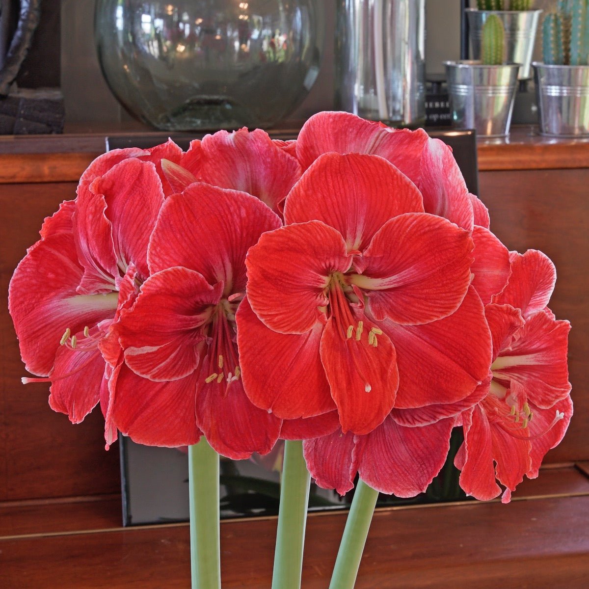 Amaryllis Magical Touch - Amaryllis - Fluwel