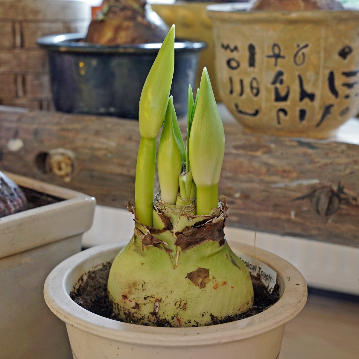 Amaryllis Magical Touch - Amaryllis - Fluwel