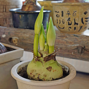 Amaryllis Magical Touch - Amaryllis - Fluwel