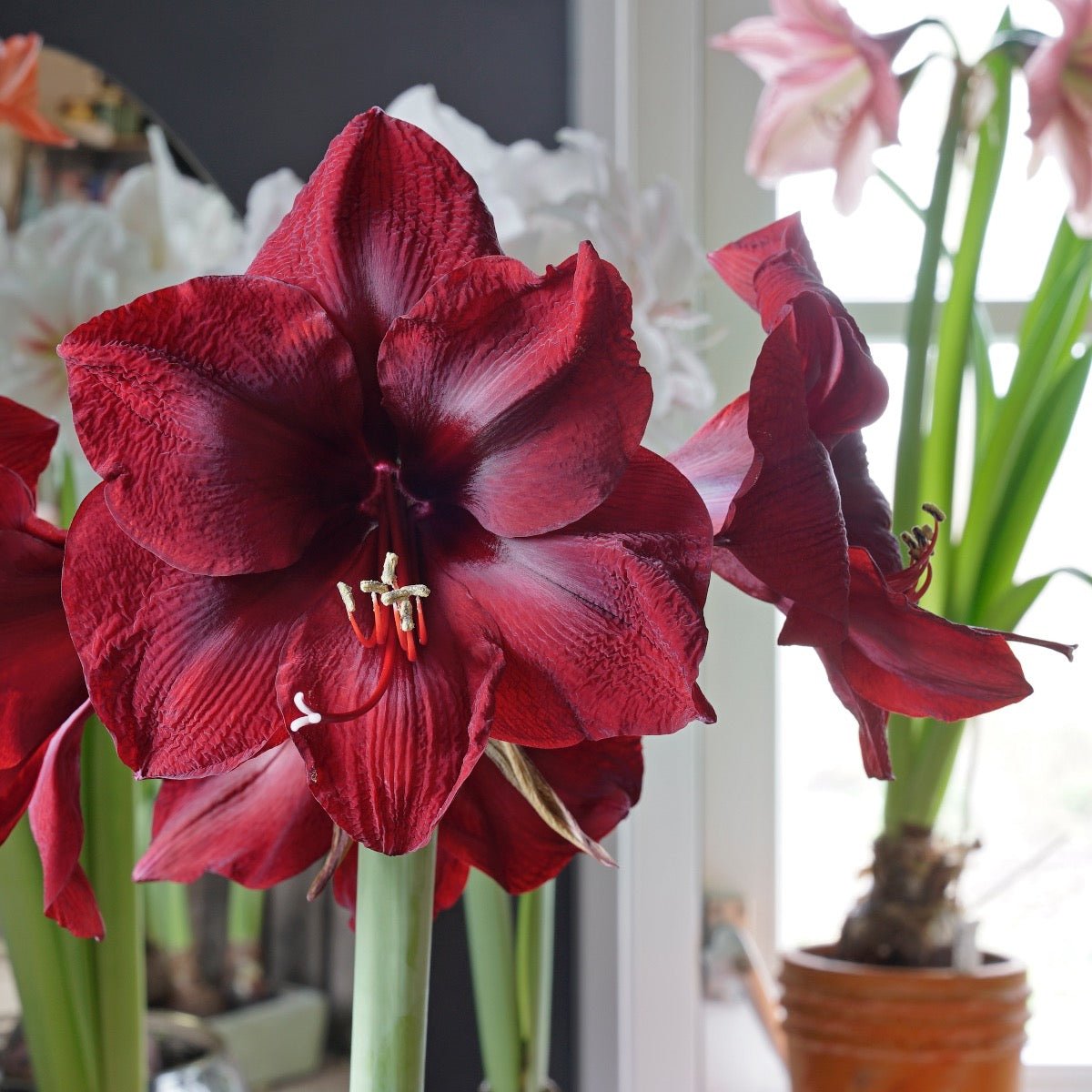 Amaryllis Mandela - Amaryllis - Fluwel