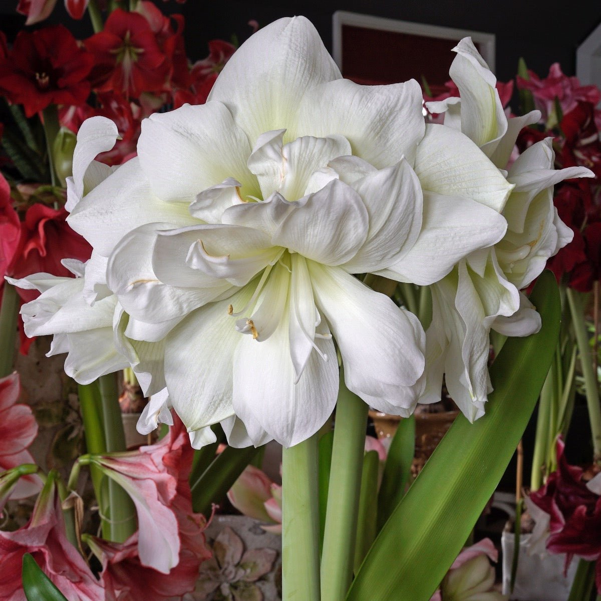 Amaryllis Marilyn - witte amaryllis - Fluwel