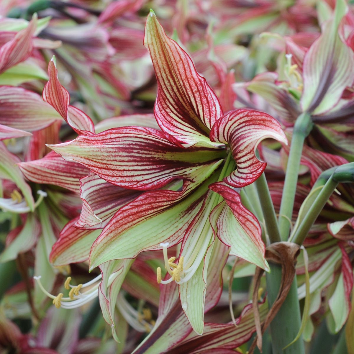 Amaryllis Mystica - Amaryllis - Fluwel