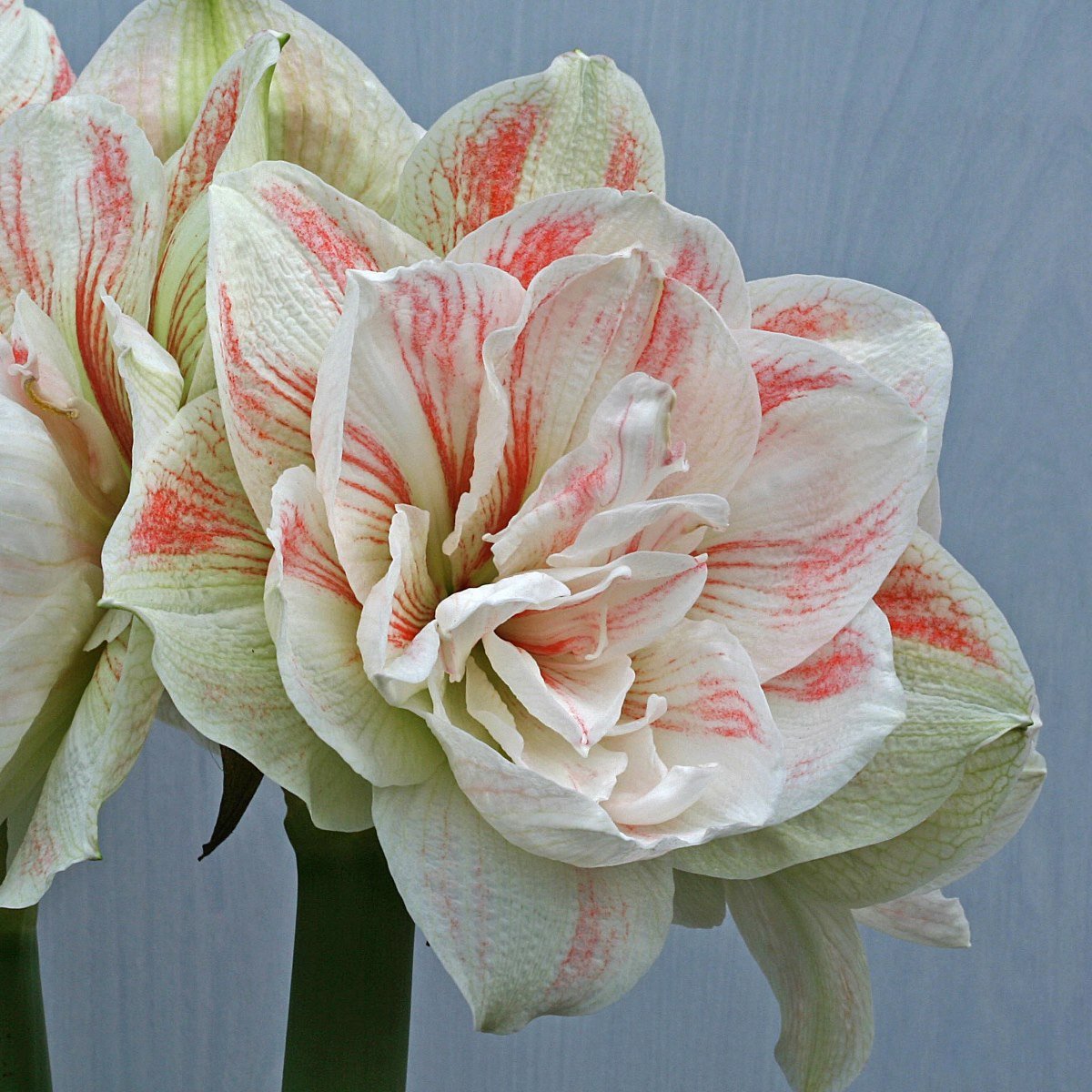 Amaryllis Nymph - Amaryllis - Fluwel