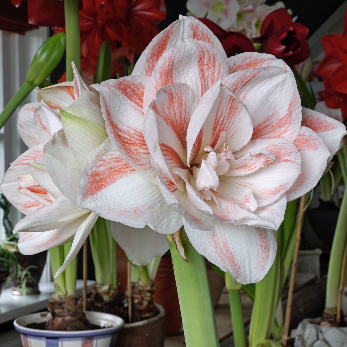 Amaryllis Nymph - meerkleurige amaryllis - Fluwel