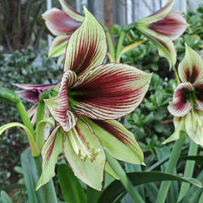 Amaryllis Papilio - Amaryllis - Fluwel