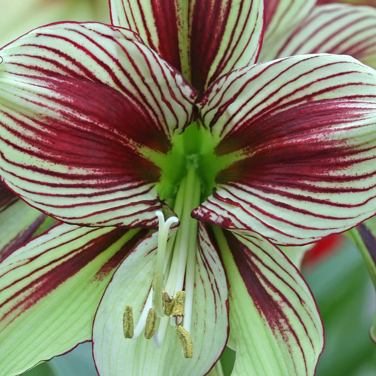 Amaryllis Papilio - meerkleurige amaryllis - Fluwel